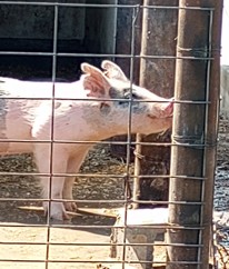 Pig waterer.jpg